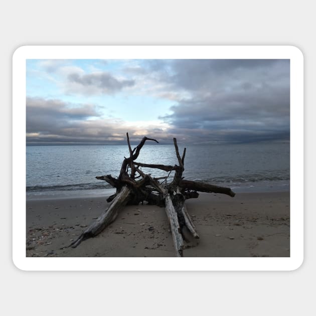 Driftwood on the beach 01 Sticker by ToniaDelozier